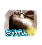 柴犬ハルver11（個別スタンプ：39）
