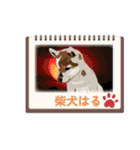 柴犬ハルver11（個別スタンプ：40）