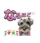 ミニチュアシュナウザーあんこのスタンプ（個別スタンプ：13）