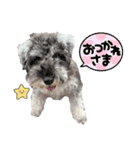 ミニチュアシュナウザーあんこのスタンプ（個別スタンプ：23）