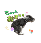 ミニチュアシュナウザーあんこのスタンプ（個別スタンプ：26）