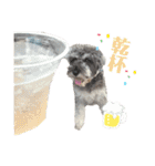 ミニチュアシュナウザーあんこのスタンプ（個別スタンプ：34）