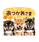 毎日♡柴犬日和（個別スタンプ：1）
