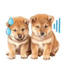 毎日♡柴犬日和（個別スタンプ：6）