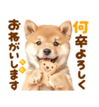 毎日♡柴犬日和（個別スタンプ：8）