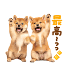 毎日♡柴犬日和（個別スタンプ：10）