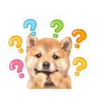 毎日♡柴犬日和（個別スタンプ：11）