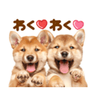 毎日♡柴犬日和（個別スタンプ：12）