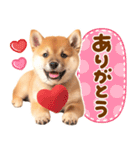 毎日♡柴犬日和（個別スタンプ：15）