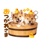 毎日♡柴犬日和（個別スタンプ：16）
