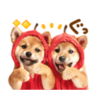 毎日♡柴犬日和（個別スタンプ：18）