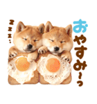 毎日♡柴犬日和（個別スタンプ：20）