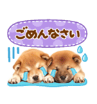 毎日♡柴犬日和（個別スタンプ：21）