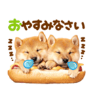 毎日♡柴犬日和（個別スタンプ：24）