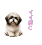 ラサアプソと一緒の日常（個別スタンプ：1）