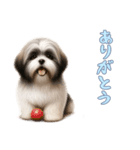 ラサアプソと一緒の日常（個別スタンプ：4）
