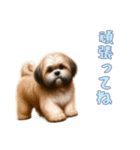 ラサアプソと一緒の日常（個別スタンプ：6）