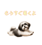 ラサアプソと一緒の日常（個別スタンプ：14）