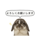 うさンプ:mochi（敬語）1（個別スタンプ：1）