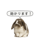 うさンプ:mochi（敬語）1（個別スタンプ：2）