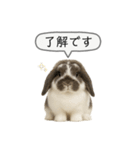 うさンプ:mochi（敬語）1（個別スタンプ：3）