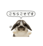 うさンプ:mochi（敬語）1（個別スタンプ：10）