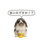 うさンプ:mochi（敬語）1（個別スタンプ：15）