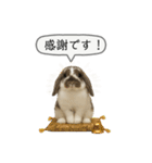 うさンプ:mochi（敬語）1（個別スタンプ：17）