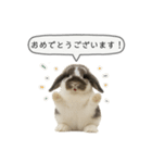 うさンプ:mochi（敬語）1（個別スタンプ：20）