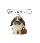 うさンプ:mochi（敬語）1（個別スタンプ：21）