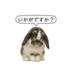 うさンプ:mochi（敬語）1（個別スタンプ：24）