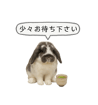 うさンプ:mochi（敬語）1（個別スタンプ：25）