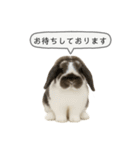 うさンプ:mochi（敬語）1（個別スタンプ：26）