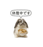 うさンプ:mochi（敬語）1（個別スタンプ：27）