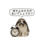 うさンプ:mochi（敬語）1（個別スタンプ：33）