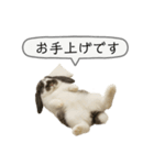 うさンプ:mochi（敬語）1（個別スタンプ：34）