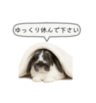 うさンプ:mochi（敬語）1（個別スタンプ：36）