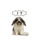 うさンプ:mochi（敬語）1（個別スタンプ：38）