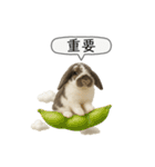 うさンプ:mochi（敬語）1（個別スタンプ：39）