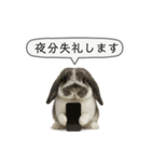 うさンプ:mochi（敬語）2（個別スタンプ：4）