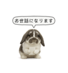 うさンプ:mochi（敬語）2（個別スタンプ：5）