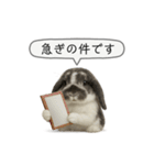 うさンプ:mochi（敬語）2（個別スタンプ：8）