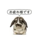 うさンプ:mochi（敬語）2（個別スタンプ：9）