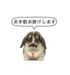 うさンプ:mochi（敬語）2（個別スタンプ：11）