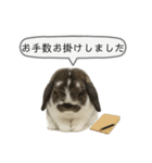 うさンプ:mochi（敬語）2（個別スタンプ：12）