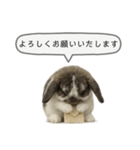 うさンプ:mochi（敬語）2（個別スタンプ：13）