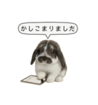 うさンプ:mochi（敬語）2（個別スタンプ：15）