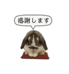 うさンプ:mochi（敬語）2（個別スタンプ：16）