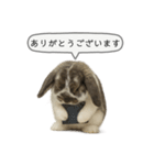 うさンプ:mochi（敬語）2（個別スタンプ：17）