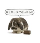 うさンプ:mochi（敬語）2（個別スタンプ：18）